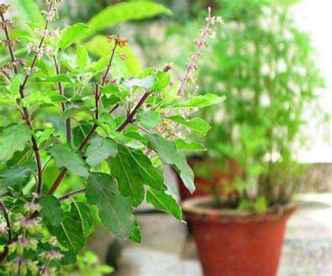 Tulsi Puja on 25 Sept